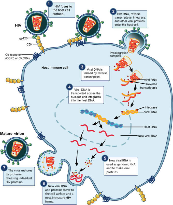 virus infection cycle example