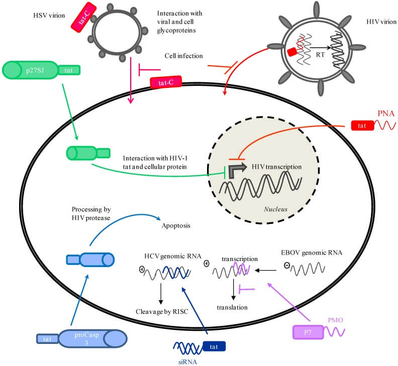 mechanisms antiviral activity