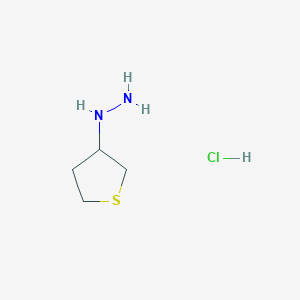 molecular formula C4H11ClN2S B11717449 (Thiolan-3-yl)hydrazine hydrochloride 