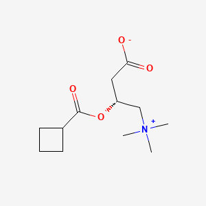 molecular formula C12H21NO4 B1234695 Cyclobutanecarbonylcarnitine CAS No. 51220-40-7