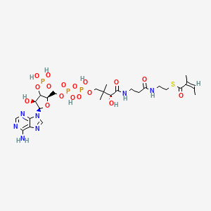 molecular formula C26H42N7O17P3S B12378104 Angeloyl-CoA 