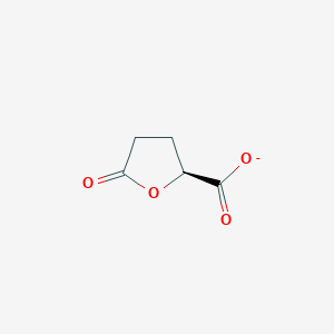 molecular formula C5H5O4- B1240549 (S)-alpha-hydroxyglutarate-gamma-lactone 