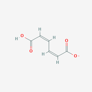 molecular formula C6H5O4- B1240897 (2Z,4Z)-5-carboxypenta-2,4-dienoate 