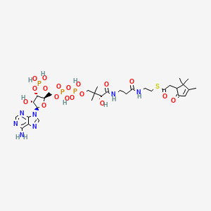(2,3,3-trimethyl-5-oxocyclopent-3-enyl)acetyl-CoA