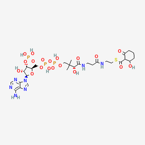 molecular formula C28H44N7O19P3S B1241870 2-羟基-6-氧代环己烷-1-羰基辅酶 A 