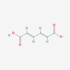 molecular formula C6H5O4- B1241900 (2E,4E)-5-carboxypenta-2,4-dienoate 