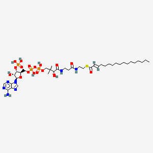 molecular formula C38H66N7O17P3S B1243872 反式-2-十七碳烯酰辅酶 A 