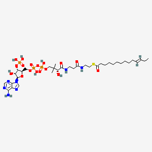 trans-tetradec-11-enoyl-CoA