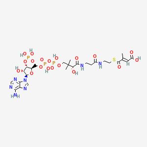molecular formula C26H40N7O19P3S B1247575 Mesaconyl-CoA 