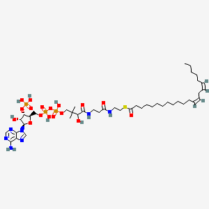 molecular formula C43H74N7O17P3S B1261629 (13Z,16Z)-二十二二烯-13,16-烯酰辅酶 A 