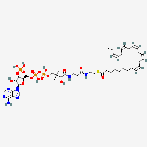 (9Z,12Z,15Z,18Z,21Z)-Tetracosaheptaenoyl-CoA