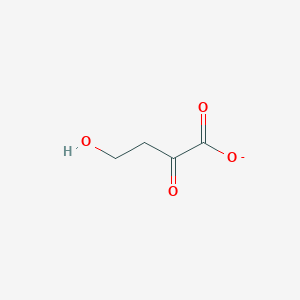 molecular formula C4H5O4- B1262380 2-Keto-4-hydroxybutanoate 