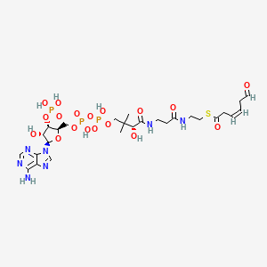 molecular formula C27H42N7O18P3S B1262978 顺式-3,4-二脱氢己二酰辅酶A半醛 