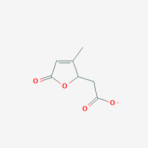 molecular formula C7H7O4- B1264226 4-Carboxylatomethyl-3-methylbut-2-en-1,4-olide(1-) 