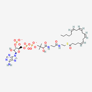 molecular formula C41H62N7O17P3S-4 B1265322 arachidonoyl-CoA(4-) 