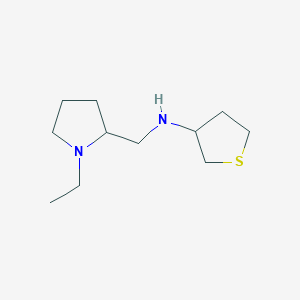 molecular formula C11H22N2S B13249162 N-[(1-ethylpyrrolidin-2-yl)methyl]thiolan-3-amine 