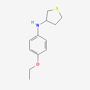 molecular formula C12H17NOS B13320262 N-(4-ethoxyphenyl)thiolan-3-amine 