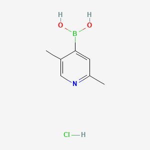 molecular formula C7H11BClNO2 B13554485 (2,5-Dimethylpyridin-4-yl)boronic acid hydrochloride 