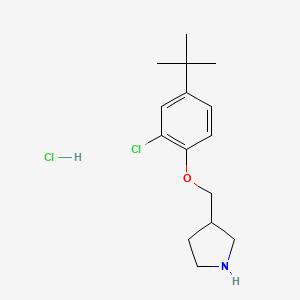 B1394725 3-{[4-(Tert-butyl)-2-chlorophenoxy]-methyl}pyrrolidine hydrochloride CAS No. 1219979-76-6