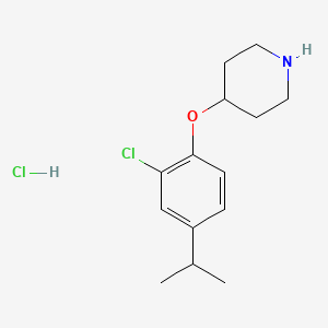 molecular formula C14H21Cl2NO B1424641 4-(2-氯-4-异丙基苯氧基)哌啶盐酸盐 CAS No. 1220030-82-9