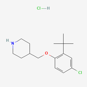 B1440764 4-{[2-(Tert-butyl)-4-chlorophenoxy]-methyl}piperidine hydrochloride CAS No. 1146960-68-0