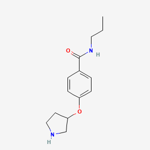 N-propyl-4-pyrrolidin-3-yloxybenzamide