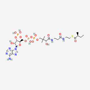 (S)-2-Methylbutanoyl-CoA