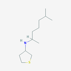 molecular formula C12H25NS B7820054 N-(6-Methylheptan-2-yl)tetrahydrothiophen-3-amine 