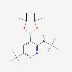 molecular formula C16H24BF3N2O2 B7953178 N-tert-Butyl-3-(tetramethyl-1,3,2-dioxaborolan-2-yl)-5-(trifluoromethyl)pyridin-2-amine 