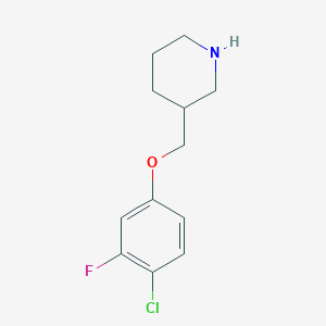 molecular formula C12H15ClFNO B7973155 3-[(4-Chloro-3-fluorophenoxy)methyl]piperidine 