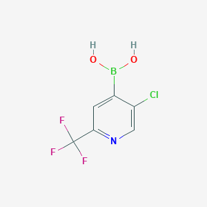 molecular formula C6H4BClF3NO2 B8006194 [5-Chloro-2-(trifluoromethyl)pyridin-4-yl]boronic acid 