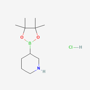 molecular formula C11H23BClNO2 B8070508 Piperidine-3-boronic acid pinacol ester hydrochloride 