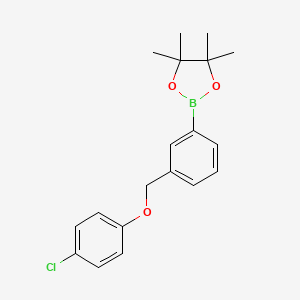 molecular formula C19H22BClO3 B8083810 2-(3-((4-Chlorophenoxy)methyl)phenyl)-4,4,5,5-tetramethyl-1,3,2-dioxaborolane 