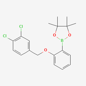 molecular formula C19H21BCl2O3 B8083899 1,3,2-Dioxaborolane, 2-[2-[(3,4-dichlorophenyl)methoxy]phenyl]-4,4,5,5-tetramethyl- 