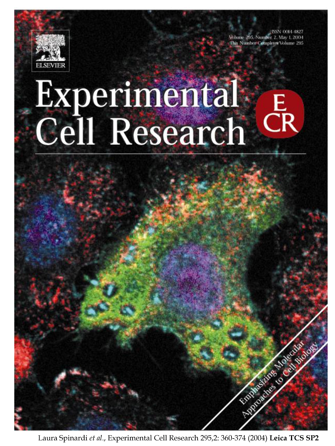 scaRNA20 promotes pseudouridylatory modification of small nuclear snRNA U12 and improves cardiomyogenesis